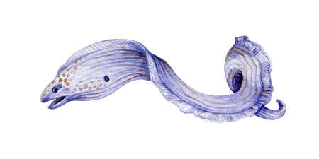 Moray eel watercolor illustration. Sea exotic underwater coral reef predator. Hand drawn dangerous...