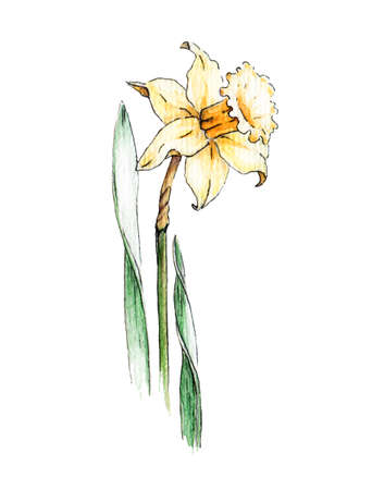 Yellow daffodil flower watercolor image. Spring bright blooming plant hand drawn illustration. Yellow narcissus garden beautiful flower sketch isolated on white backgroundの写真素材