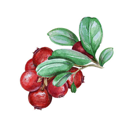 Lingonberry stem with green leaves and red ripe berries watercolor illustration. Hand drawn organic fresh cowberry. Tasty forest foxberry close up image isolated on white background.の写真素材
