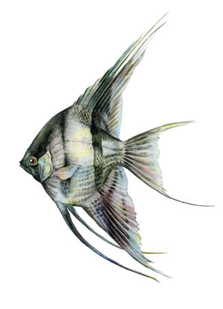 Angelfish black and white watercolor close up illustration. Hand drawn scalare ( Pterophyllum ) fish - exotic aquarium pet from amazon river. Isolated on white backgroundの写真素材