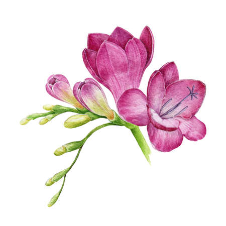 絵画 freesia  sizeF3 絵画 freesia sizeF3 Day 28 - watercolor freesia - YouTube