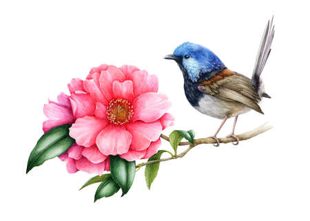 八重椿の写真 イラスト素材一覧 2 385件 ストックフォトのamanaimages Plus