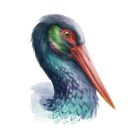 Black stork beautiful illustration. Wild bird realistic portrait. Wild bird with red beak image. Black stork head watercolor element. Wildlife elegant avian. On white backgroundの写真素材