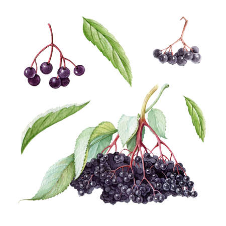 Elderberry berry set. Watercolor illustration. Hand drawn natural healty organic elder. Ripe berry element. Diet food. Floral seasonal sambucus set. Elderberry Isolated on white backgroundの写真素材