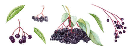 Elderberry berry set. Natural healty organic elder. Hand drawn watercolor illustration. Ripe elder...