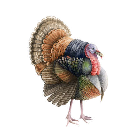 Turkey bird watercolor illustration. Hand drawn male farm avian. Turkey rooster with tail, wings. Thanksgiving and christmas traditional meal bird. Detailed rooster on white backgroundの写真素材