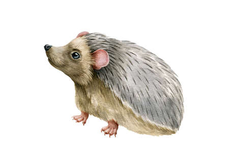 Hedgehog forest animal. Watercolor illustration. Hand drawn wildlife forest and garden inhabitant. Realistic cute small hedgehog side view. Funny animal with needles, pink ears on white backgroundの写真素材