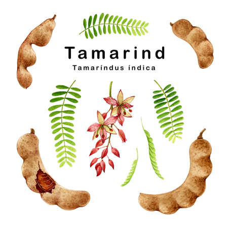 Tamarind fruit watercolor set illustration. Hand drawn realistic tamarindus indica fruit, beans, flower and leaves element collection. Tamarind sweet bean natural organic plant on white backgroundの写真素材