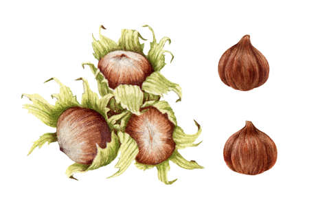 Hazelnut set watercolor illustration. Hand drawn walnut group. Hazelnuts in shell, leaves and peeled nut element. Organic natural walnuts on white background. Forest nuts collectionの写真素材