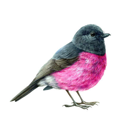 Pink robin bird watercolor illustration. Hand drawn australia avian realistic image. Pink robin small cute bright bird. Australian endemic wildlife animal. Isolated on white backgroundの写真素材