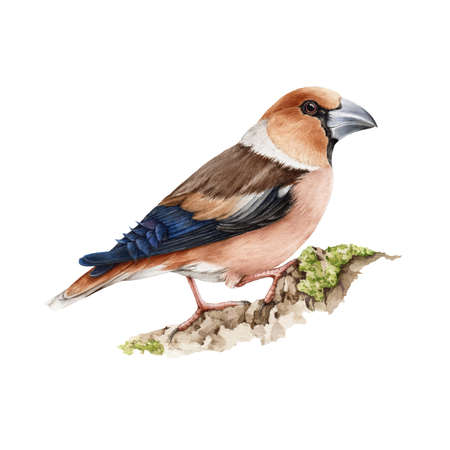 Hawfinch bird watercolor illustration. Realistic hand drawn europe common wildlife animal. Coccotgraustes coccotgraustes illustration on white background. Hawfinch small avian on the tree branchの写真素材