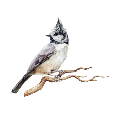 Crested tit bird watercolor illustration. Realistic lophophanes cristatus image. European songbird perched on the tree branch. Crested tit forest wildlife animal. White backgroundの写真素材
