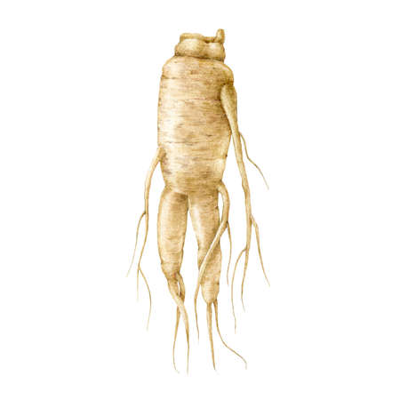 Ginseng root watercolor illustration. Fresh realistic organic natural herb. Traditional medicine energy supplement. Ginseng root hand drawn element. Isolated on white backgroundの写真素材