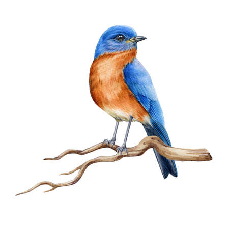 Bluebird on the branch watercolor illustration. Realistic eastern bluebird avian image. Beautiful sialia on a tree branch. North America forest songbird. Bluebird on white backgroundの写真素材