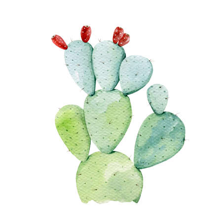 Opuntia cactus. Watercolor illustration. Prickly pear plant. Bright healthy opuntia cacti with red fruit. White background. Green desert eco plant watercolor elementの写真素材