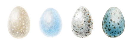 Bird eggs watercolor illustration set. Hand drawn realistic natural various birds egg collection. Bird spotted eggs on white backgroundの写真素材