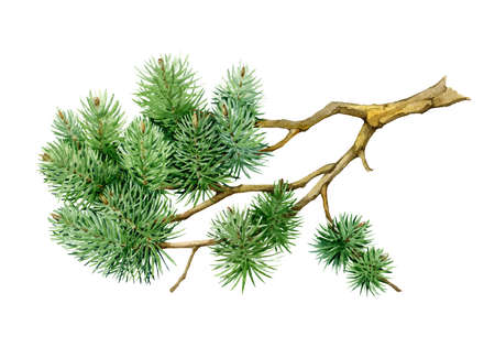 Pine branch watercolor illustration. Hand drawn realistic green spruce element. Beautiful evergreen tree part. Natural pine twig on white backgroundの写真素材