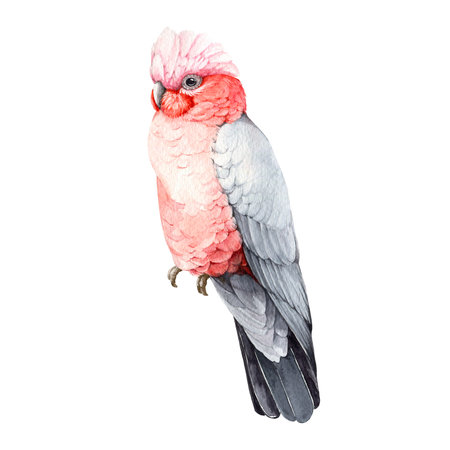Rose-breasted cockatoo watercolor illustration. Hand drawn realistic galah Australia bird. Pink and grey cockatoo parrot on white background. Beautiful Australian native wildlife birdの写真素材