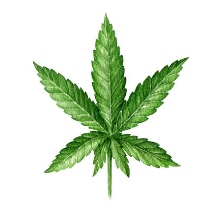 Cannabis indica leaf element. Watercolor illustration. Hand drawn hemp herb element. Cannabis green leaf on white backgroundの写真素材