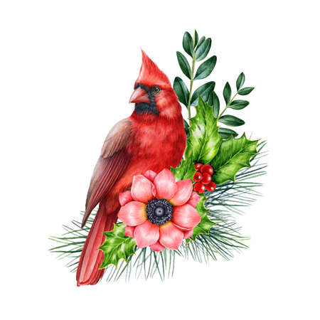Red cardinal winter floral decor. Watercolor illustration. Hand drawn red cardinal bird with pine, holly leaves, anemone flower, evergreen leaves. Winter time cozy decorationの写真素材