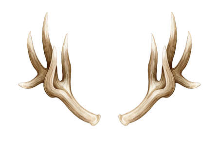 Elk horns watercolor illustration. Stag pair of horns. Wildlife natural animal decoration head elementの写真素材