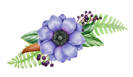 Blue anemone flower arrangement. Watercolor hand drawn illustration. Beautiful blue anemone flower with fern, green leaves, elderberry berries. Floral vintage style arrangement on white backgroundの写真素材
