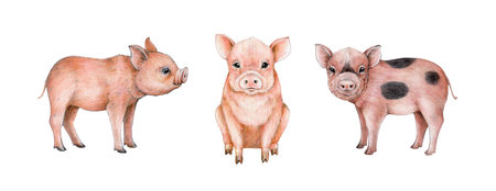 Baby pig farm animal watercolor illustration set. Hand drawn sitting, standing piglets. Domestic farm animal. Pink cute small piggy element collection. White backgroundの写真素材