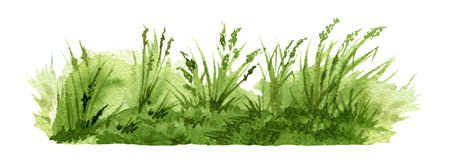 Green lush grass background element. Watercolor illustration. Natural green grass, plants, wild herbs landscape scene. Meadow, field, park, garden, outdoors landscape natural image. White backgroundの写真素材