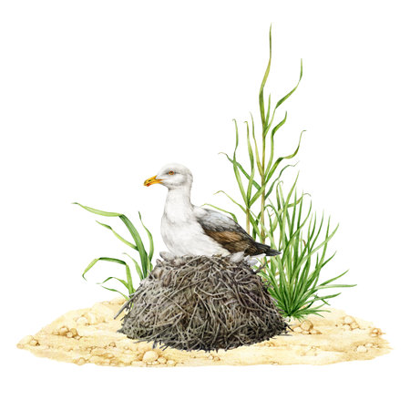 Seagull bird in nest natural wildlife scene illustration. Hand drawn watercolor realistic waterfowl bird in the nest. Nesting gull in wild tall grass, reed on the sea sandy shoreの写真素材