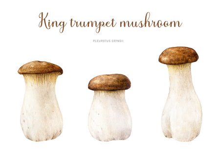 King trumpet mushroom hand painted set. Watercolor illustration. Hand drawn Pleurotus eryngii fungus. Edible fresh king oyster mushroom element collection. Isolated on white backgroundの写真素材