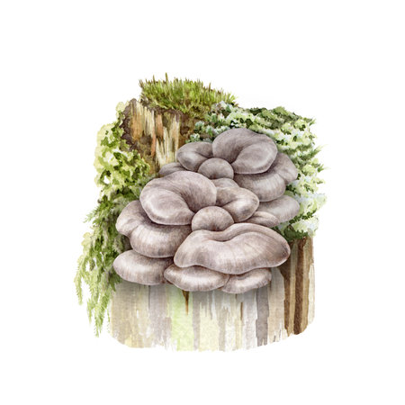 Oyster mushroom bunch on a mossy stump. Watercolor illustration. Hand painted Pleurotus ostreatus fungi. Oyster fresh natural mushrooms growing on a tree. Hand drawn image. White backgroundの写真素材