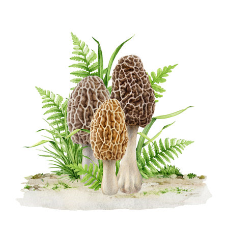 Morel mushroom group in the grass. Watercolor illustration. Hand drawn morchella fungus natural...