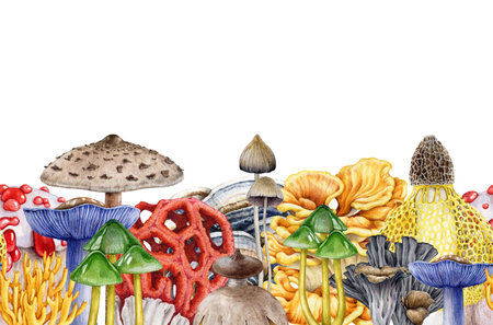 Beautiful mushrooms seamless border. Watercolor painted illustration. Hand drawn vintage style mushrooms seamless border. Various fungi decoration. White backgroundの写真素材