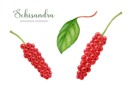 Schisandra plant fresh red berries and leaves set. Watercolor illustration. Hand drawn Schisandra chinensis medicinal plant illustration. Fresh organic adaptogenic herb element. White backgroundの写真素材