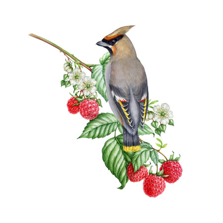 Waxwing bird on a wild forest raspberry twig decor. Watercolor illustration. Garden and forest natural wildlife scene. Beautiful bird on a garden raspberry branch with leaves and berries decorationの写真素材