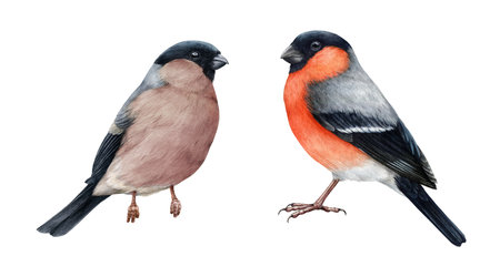 Bullfinch male and female bird set. Watercolor painted illustration. Hand drawn Pyrrhula pyrrhula Eurasian avian. Realistic bullfinch bird vintage style painted couple set. White backgroundの写真素材