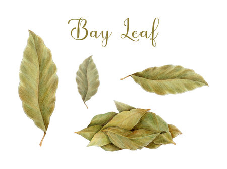 Bay leaf pile, single leaf element painted illustration set. Hand drawn vintage style dry bay leaves natural spice condiment for cooking and seasoning isolated on white backgroundの写真素材