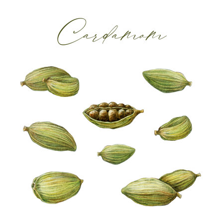 Green cardamom seed painted illustration set. Hand drawn vintage style Elettaria cardamomum dry seeds on white background. Green cardamom aromatic spice pods element for cookingの写真素材