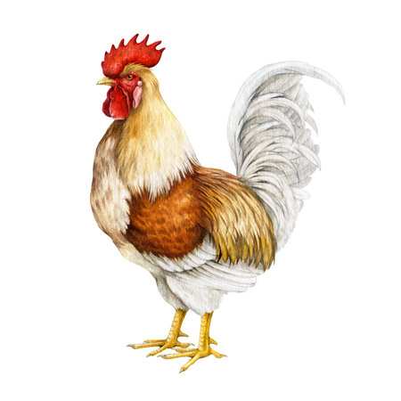 Rooster vintage style watercolor illustration. Beautiful vibrant colored domestic chicken fowl bird side view. Farm bird isolated on white backgroundの写真素材