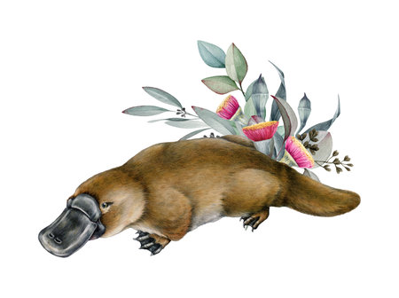 Platypus with eucalyptus leaves decor watercolor illustration. Hand drawn vintage style Australian endemic mammal with floral decoration. Cute platypus illustration isolated on white backgroundの写真素材