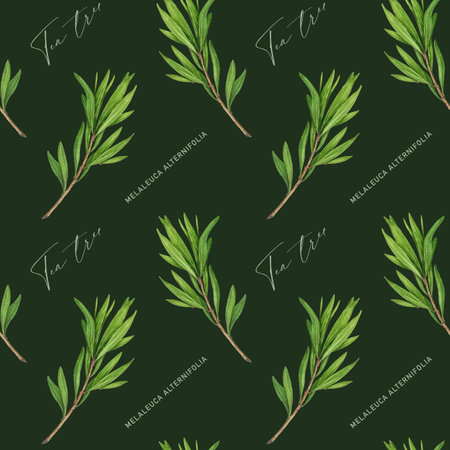 Tea tree branch seamless pattern. Watercolor illustration. Melaleuca alternifolia vintage style decor element. Tea tree leaves on dark background. Medicinal aroma scented medicinal plant decorationの写真素材