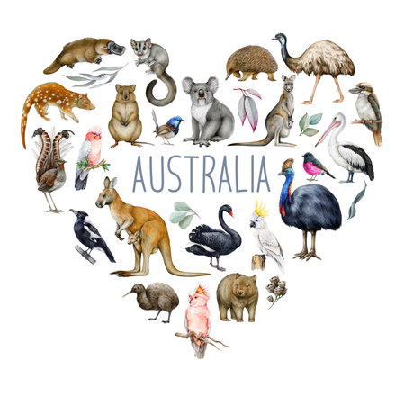 Australia wildlife watercolor illustration set. Hand drawn kangaroo, koala, kookaburra, echidna, platypus, cassowary, wombat realistic collection. Australia native birds, animals painted collectionの写真素材