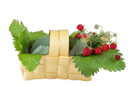 woodland strawberry in basket isolated on white backgroundの写真素材