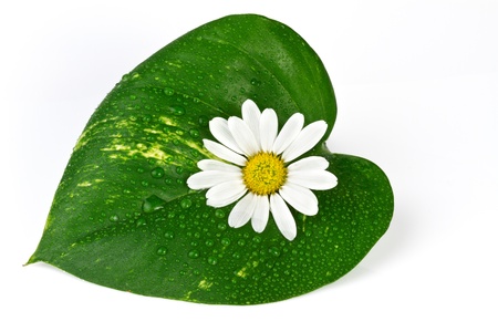 Flower with green leaf  Spa and health care conceptの写真素材