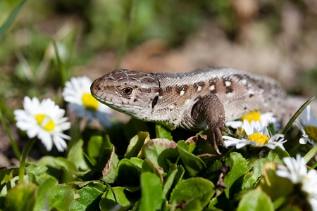 Closeup shot of lizardの写真素材