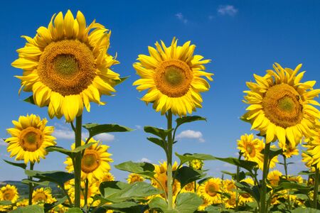 sunflower fieldの写真素材