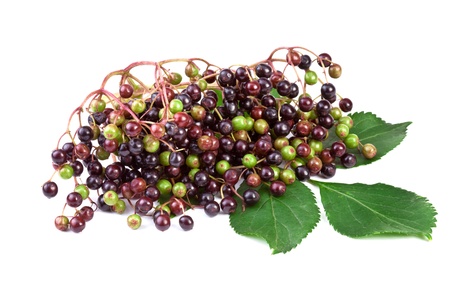 elderberry with green leafs isolated on white background 