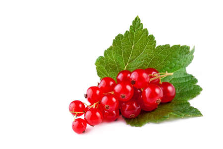 red currant with leaf isolated on white backgroundの写真素材