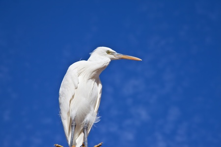 Little Egret, Egretta garzetta against blue sky and white cloud, close upの写真素材