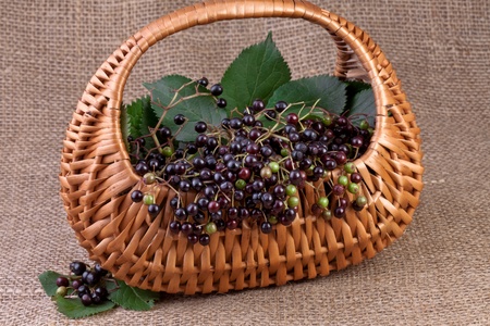 elderberry in basket on jute backgroundの写真素材